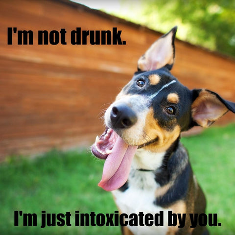 Dog Drunk Girl